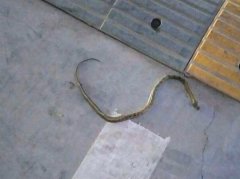 小区车库有蛇出没   弯着身子凹造型