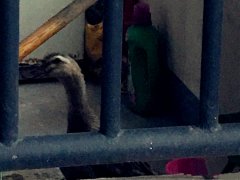 小区阳台养鸭子 吵得邻居很无奈