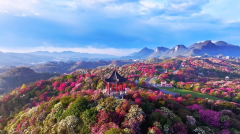 这个春天，从重庆去往乌蒙深处“串花游”：邂逅世上最贵的花与最美的花